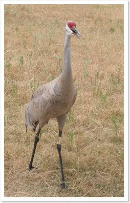 IMG_1239