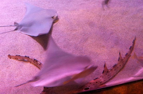 IMG_0066
