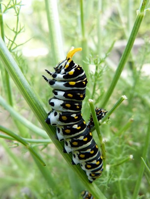 P1110055