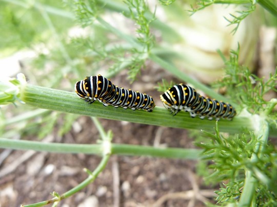 P1110061