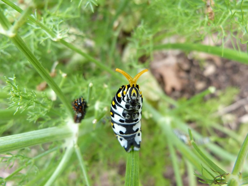 P1110070