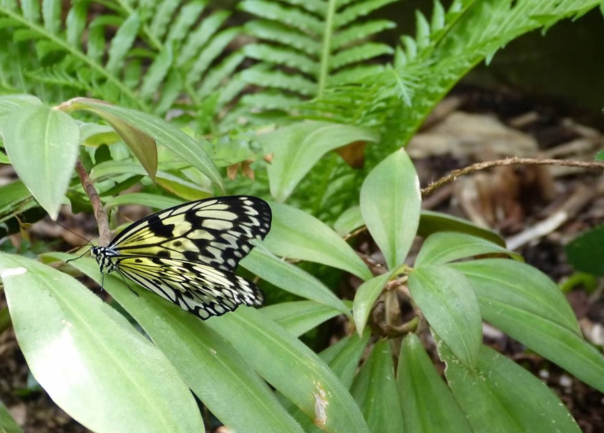 P1240411