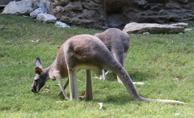 kangaroo