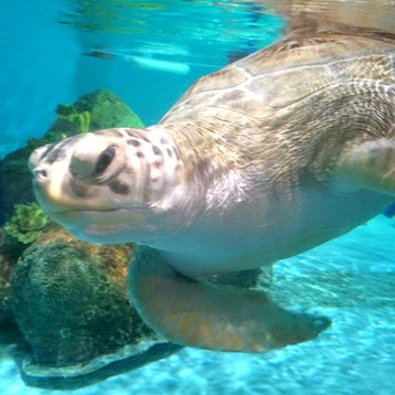 creepy turtle
