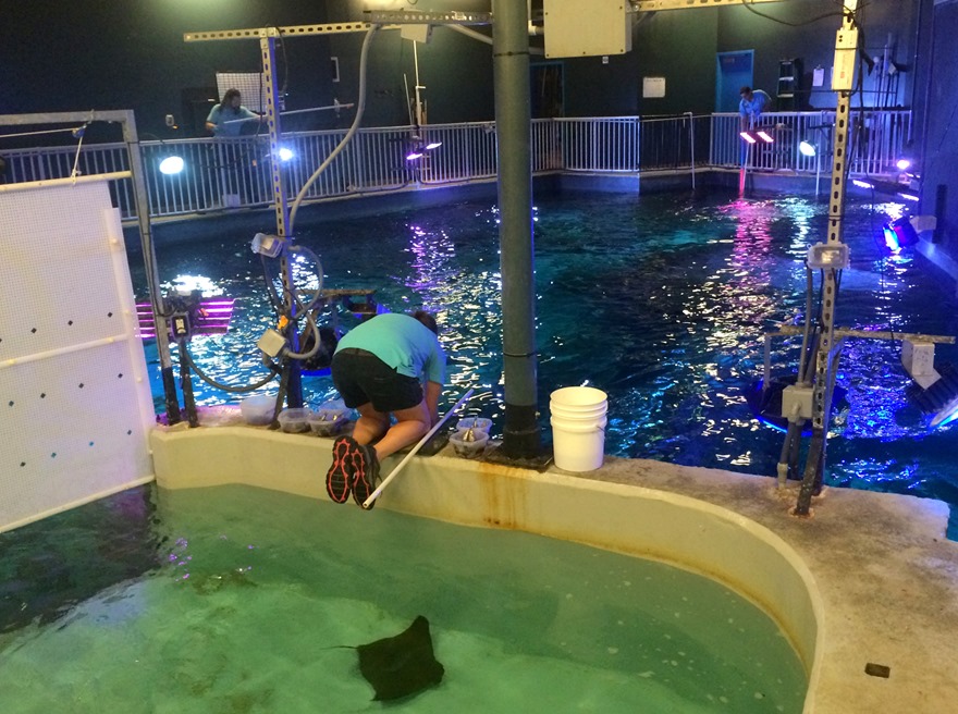 shark feeding time aquarium
